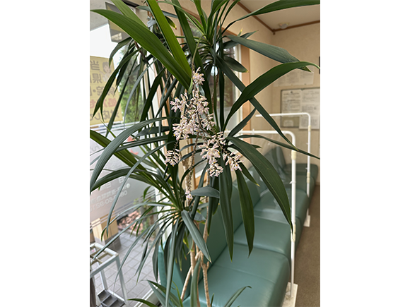 なのはな薬局　待合室